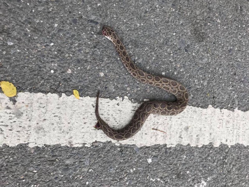 台東市27日被民眾在國立台灣史前文化博物館旁邊道路，發現被輾斃的鎖鍊蛇。（圖取自台東大小事）