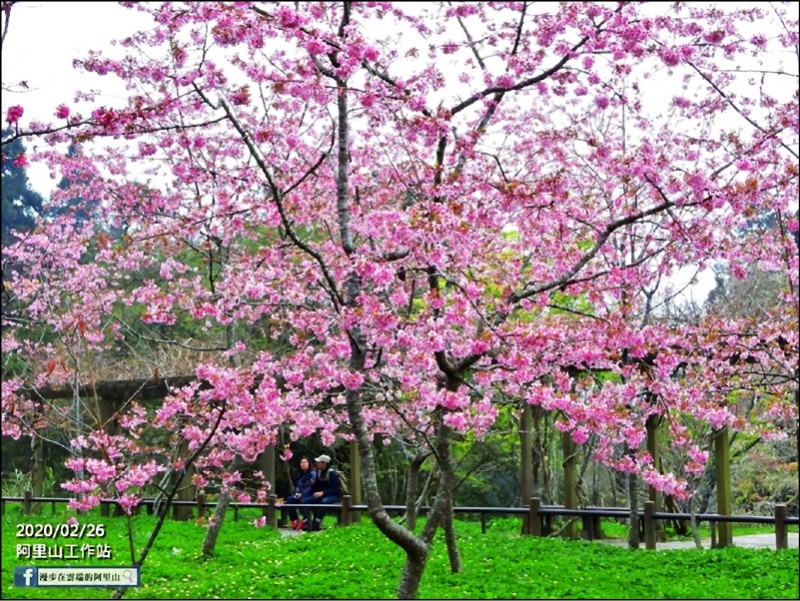 阿里山工作站美麗的花況。（黃源明攝影提供）