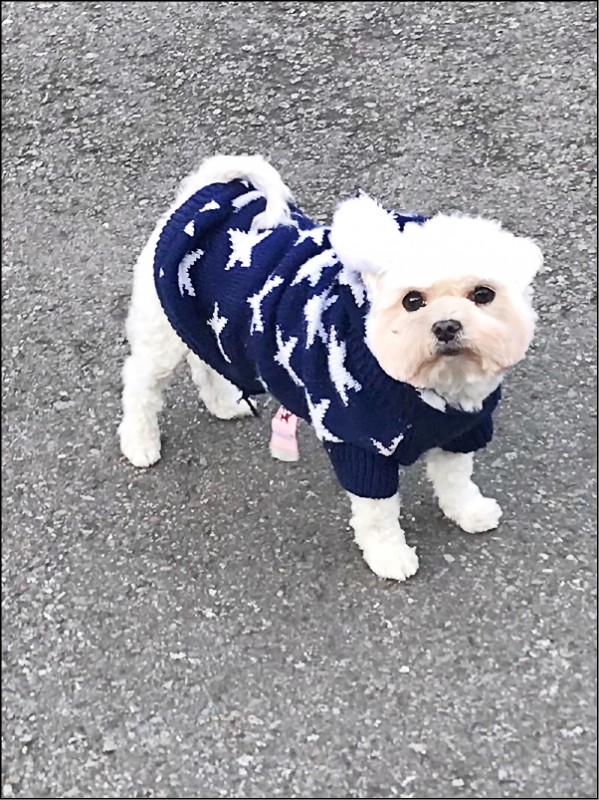 香港家犬染疫我指揮中心 不排除感染可能 生活 自由時報電子報