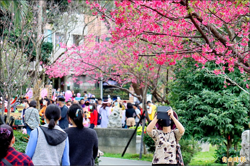 新北板橋永安公園 打造最美櫻花秘境