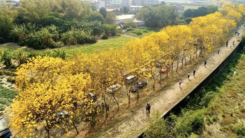 嘉義縣太保市朴子溪堤防黃花風鈴木爆開。（呂竑毅攝影提供）