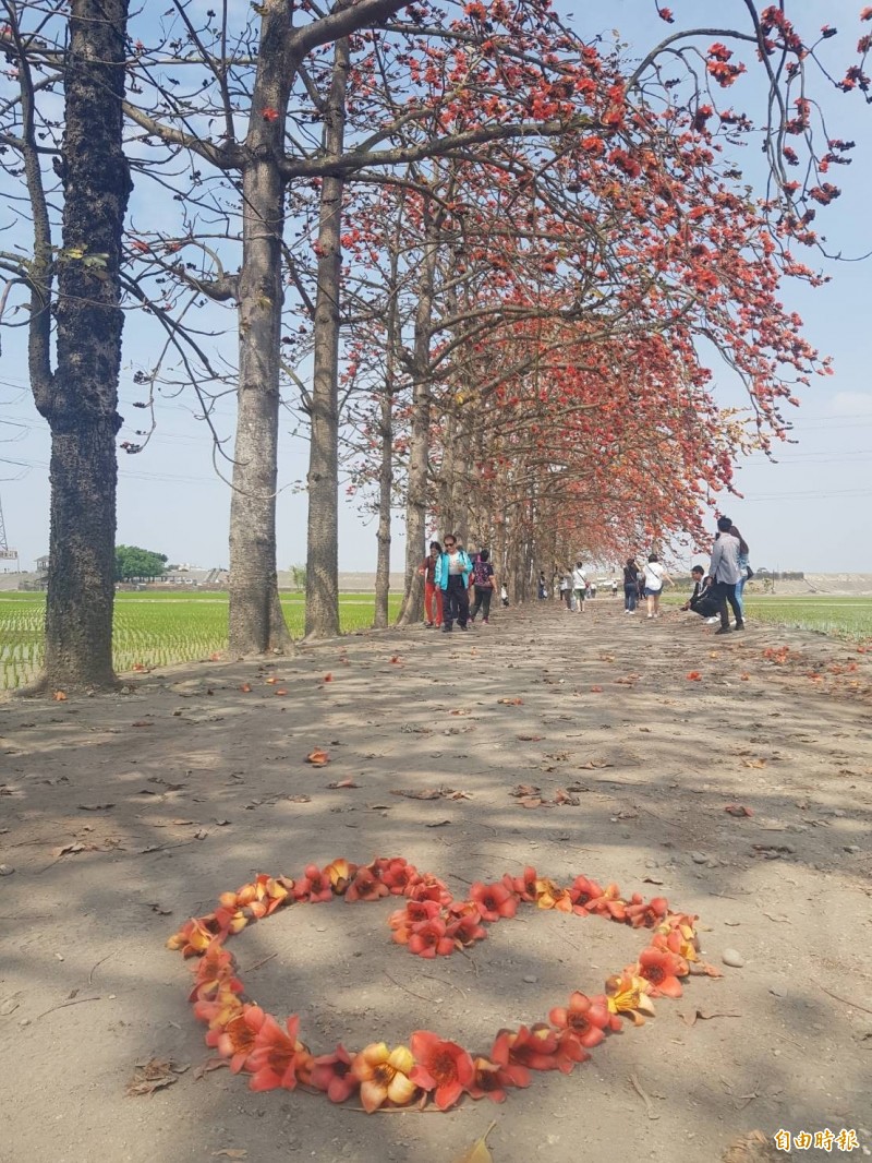 賞花客把火紅落花排成心型排照,增添浪漫氣氛。(記者鄭旭凱攝) 賞花客把火紅落花排成心型排照,增添浪漫氣氛。(記者鄭旭凱攝)