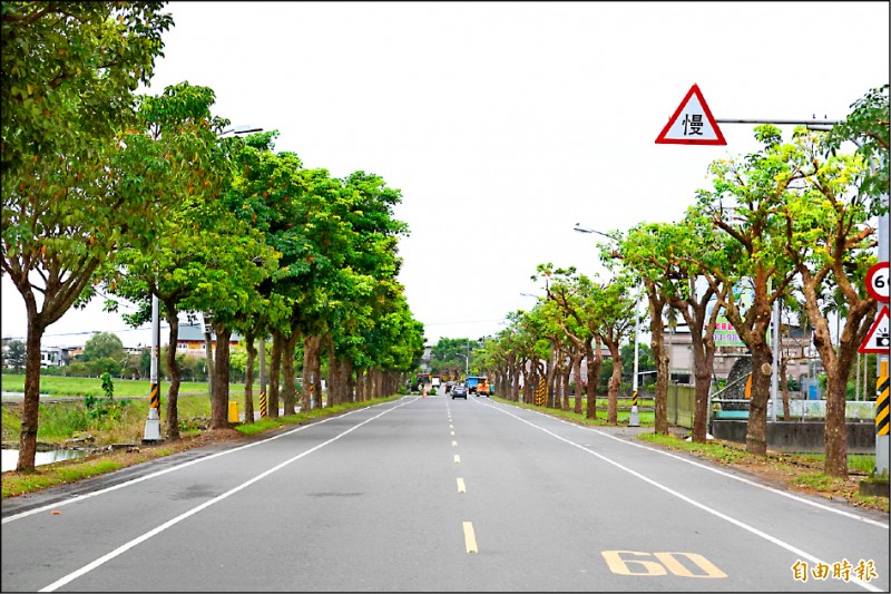 三星台七丙線茄苳樹被剃頭 生活 自由時報電子報