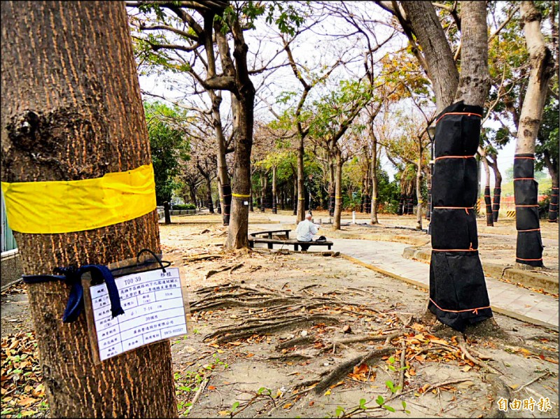高雄鐵路地下化 園道計畫擬移樹408棵民盼現地保留 生活 自由時報電子報