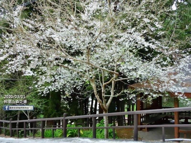 阿里山花季3月第一波賞櫻前線看過來 生活 自由時報電子報