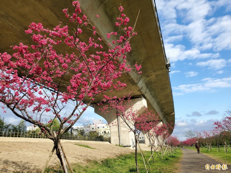 新竹縣竹東鎮頭前溪河濱生態公園的櫻花盛開，甚至在快速公路橋下形成「櫻花大道」美景。（記者蔡孟尚攝）