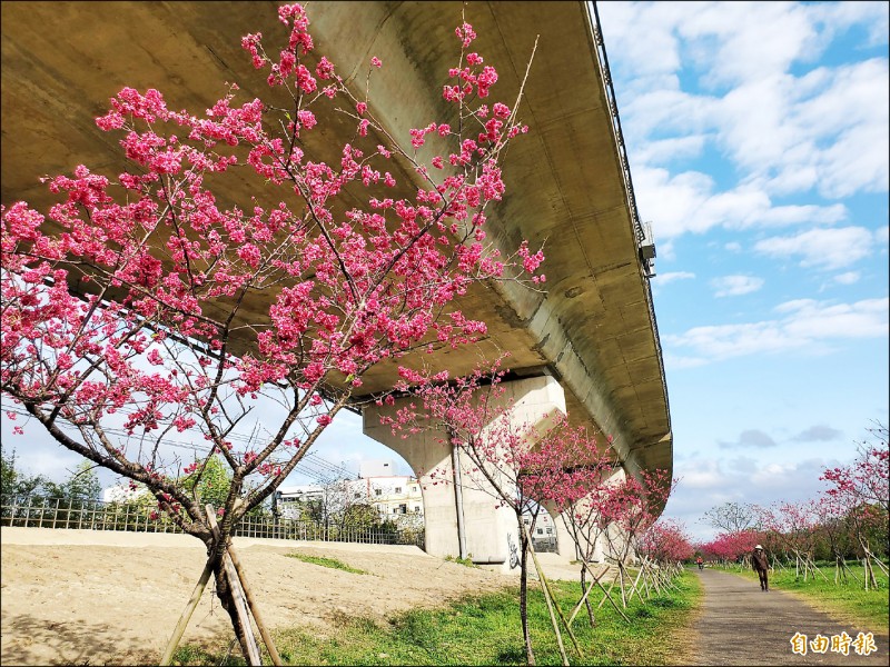 新竹縣竹東鎮頭前溪河濱生態公園的櫻花盛開，在快速公路橋下形成「櫻花大道」美景。（記者蔡孟尚攝）