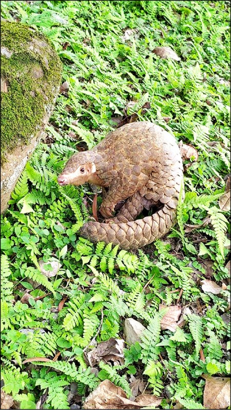 春天到穿山甲出沒公園超萌 生活 自由時報電子報