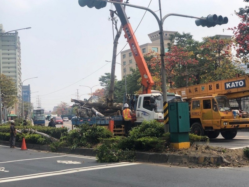 高市府移除0棵木棉愛樹人 曾經高雄市花 卻是如今下場 生活 自由時報電子報