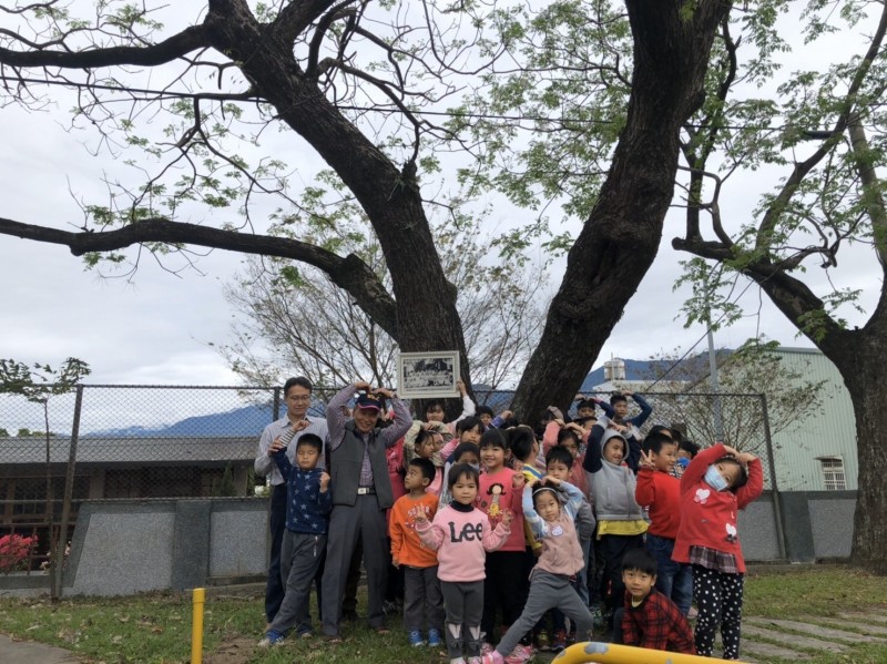 池上萬安國小創校老樹成林67年前種苦楝的小學生回校了 生活 自由時報電子報