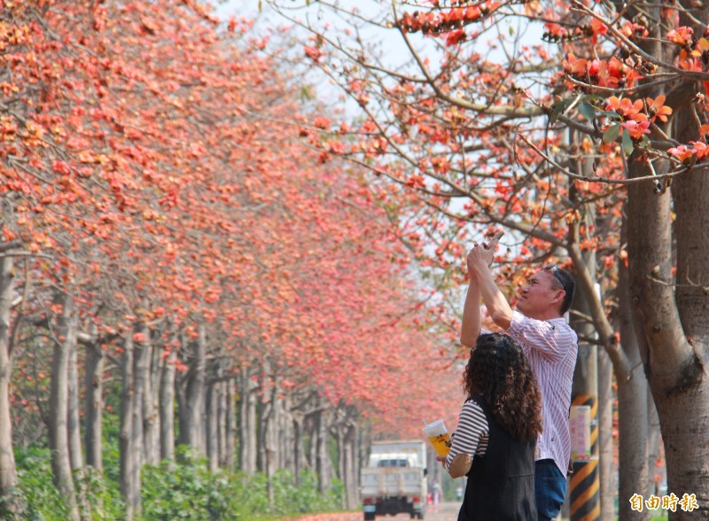 東螺溪畔木棉花盛開，紅色隧道景致迷人，但伴隨豬屎臭味，遊客拍照不由得眉頭深鎖。（記者陳冠備攝）