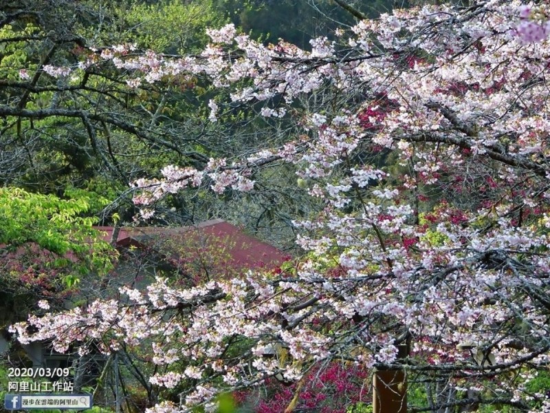 達人黃源明本週推薦賞櫻景點是阿里山工作站。（黃源明提供）