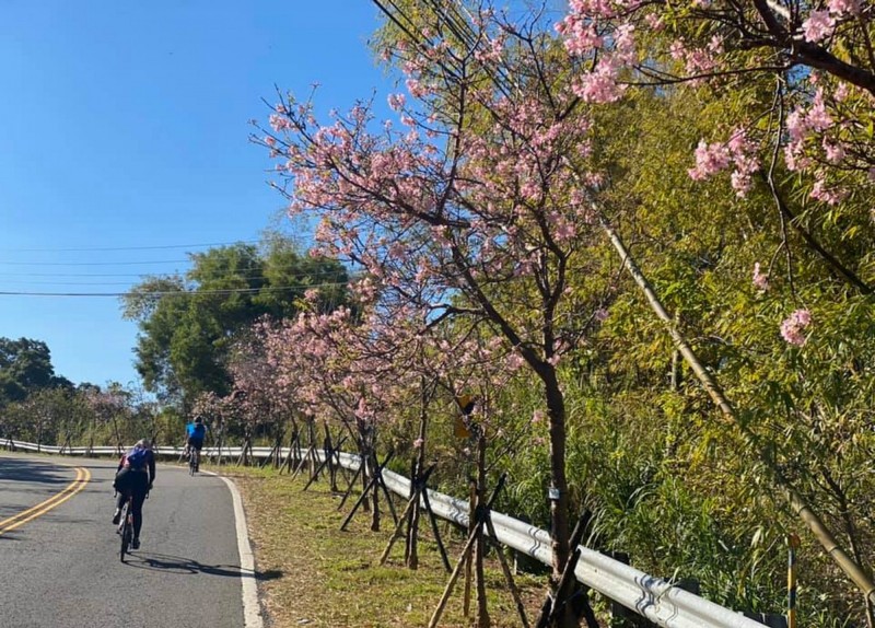 139線大彰路沿線550棵櫻花樹，增添不少風情。（記者湯世名翻攝）