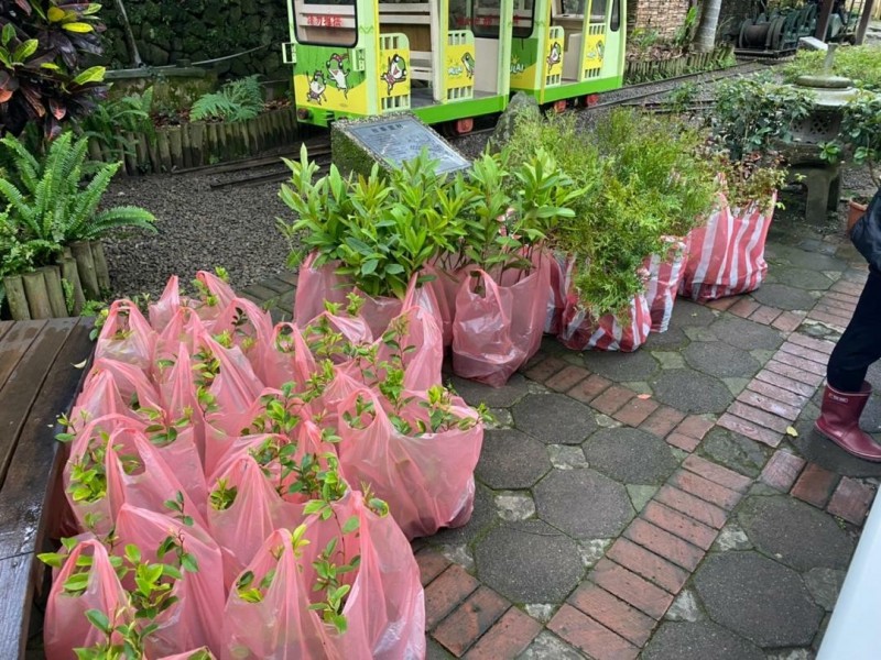 新竹林區管理處為配合植樹月，今早在橫山鄉內灣林業展示館辦理贈苗活動，發送含笑、大頭茶、肖楠及楓香共300株；儘管陰雨綿綿，不到10分鐘樹苗即兌換完畢。（新竹林區管理處提供）