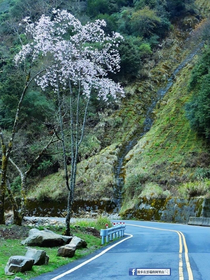 台18線鹿林山莊登山口「高高在上」的櫻花。（黃源明提供）