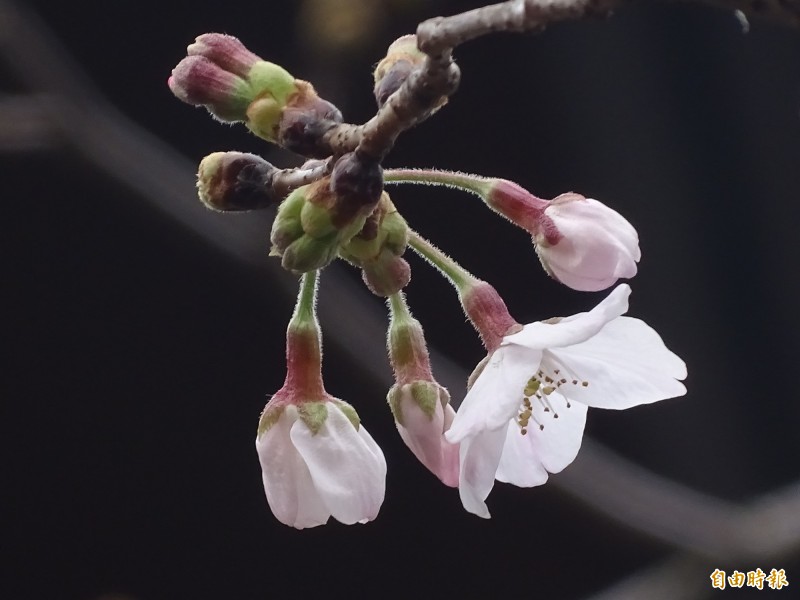 東京九段下靖國神社的染井吉野櫻標本木13日開花未達5朵，氣象廳的東京「開花宣言」繼續保留。（記者林翠儀攝）