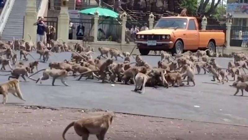 武漢肺炎疫情衝擊旅遊業，泰國華富里的猴群因遊客銳減、無人餵食，在街上上演數百隻猴子搶1根香蕉的奇景。（翻攝自Twitter）