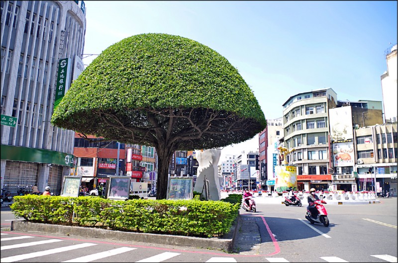 中央噴水圓環前的「香菇頭」榕樹，圓頂造型可說為嘉義市民熟知的地標。（記者王善嬿攝）