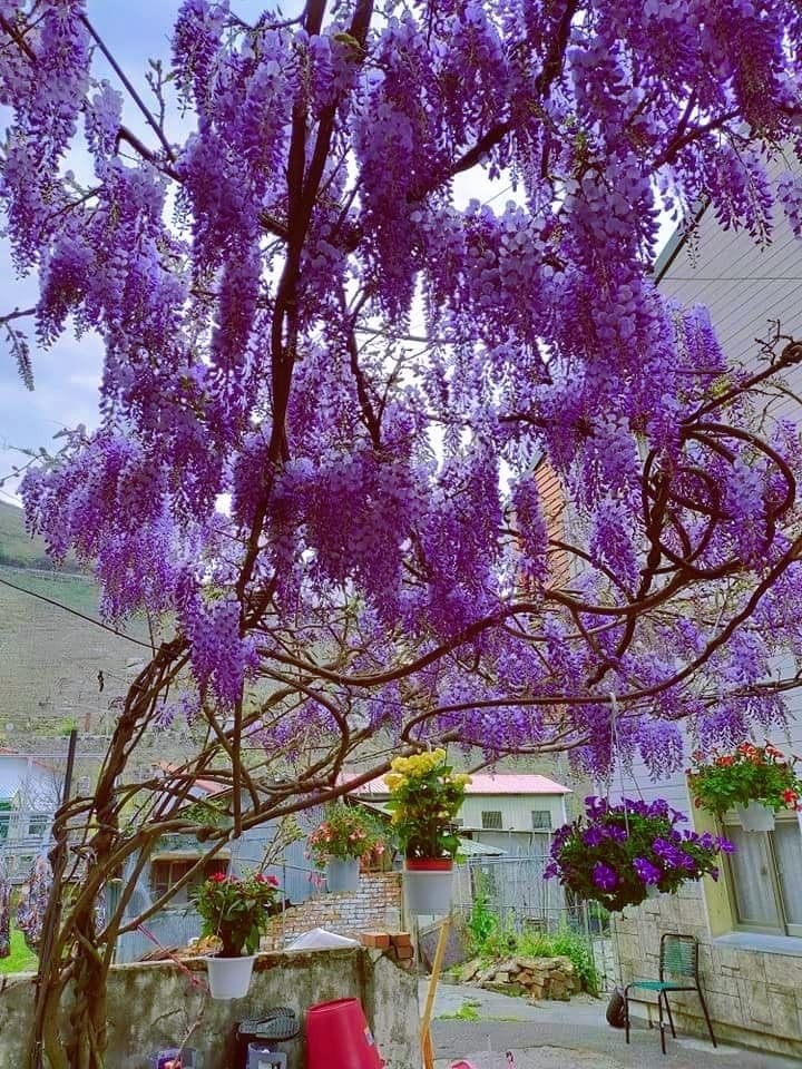 環山部落紫藤花開，十分浪漫。（民眾提供）