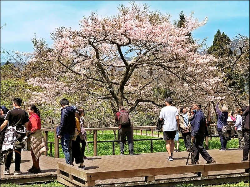 阿里山「櫻王」已滿開，每逢假日均吸引人潮前來賞花捕捉美景。（陳芳宜提供）