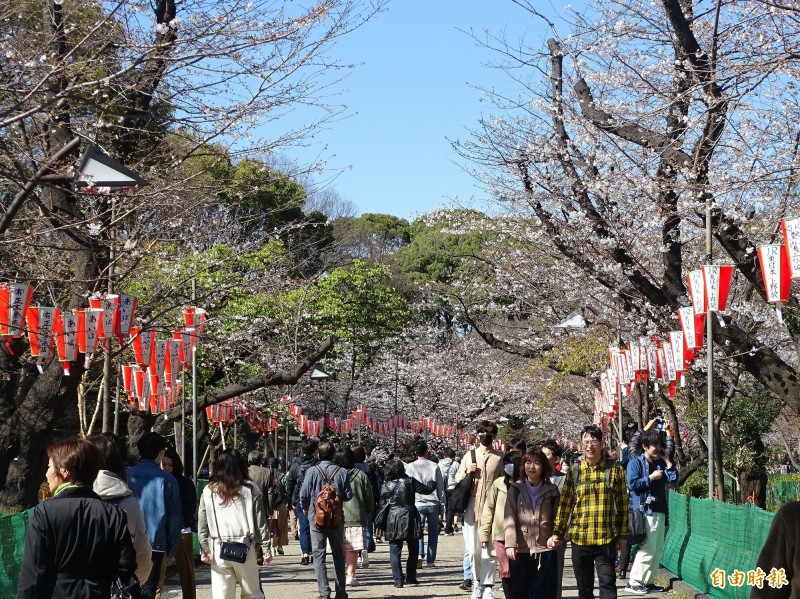 上野公園的櫻花約開了3成，20日適逢日本3連休的首日，公園內人潮不減。（記者林翠儀攝）