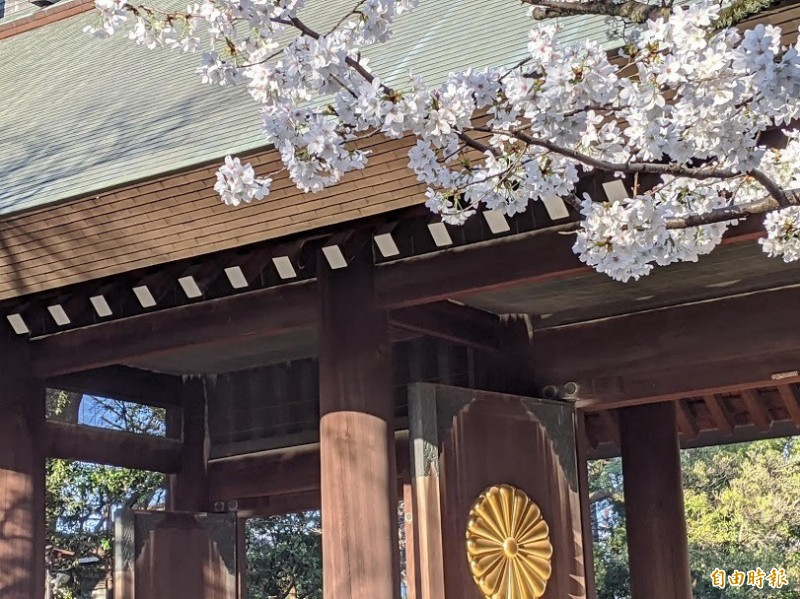 靖國神社內已有櫻花滿開。（記者林翠儀攝）