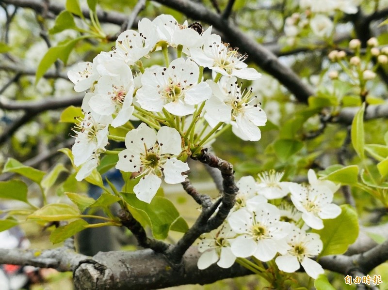 豆梨因為果實像豆子般大名為「豆梨」。花梗長2至3公分，花瓣5片，白色圓形，小巧可愛。（記者吳正庭攝）