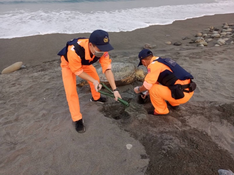 海巡人員就地掩埋死亡綠蠵龜。（記者陳賢義翻攝）（記者陳賢義攝）