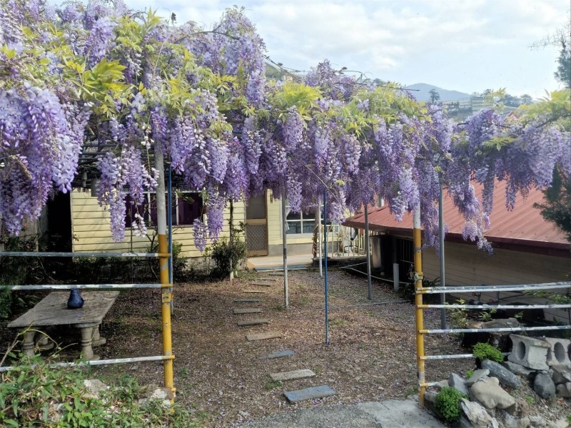 梨山紫藤花盛開，其中，環山部落又有「紫藤山城」美稱。（參山處提供）