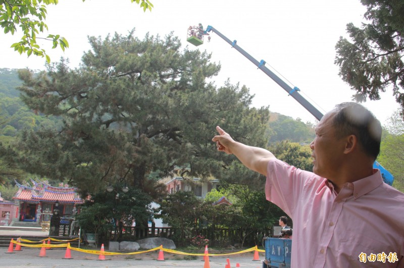 清水岩寺鎮寺之寶300年的二葉松感染松材線蟲病及松枯梢病，清水岩總幹事陳慶福通報縣府，請來吊車進行枯葉移除與吊掛點滴作業。（記者陳冠備攝）