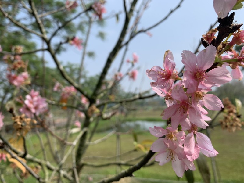 台南山上花園水道園區的花旗木怒放，淨水池區的富士櫻也陸續綻放比美。（記者劉婉君翻攝）