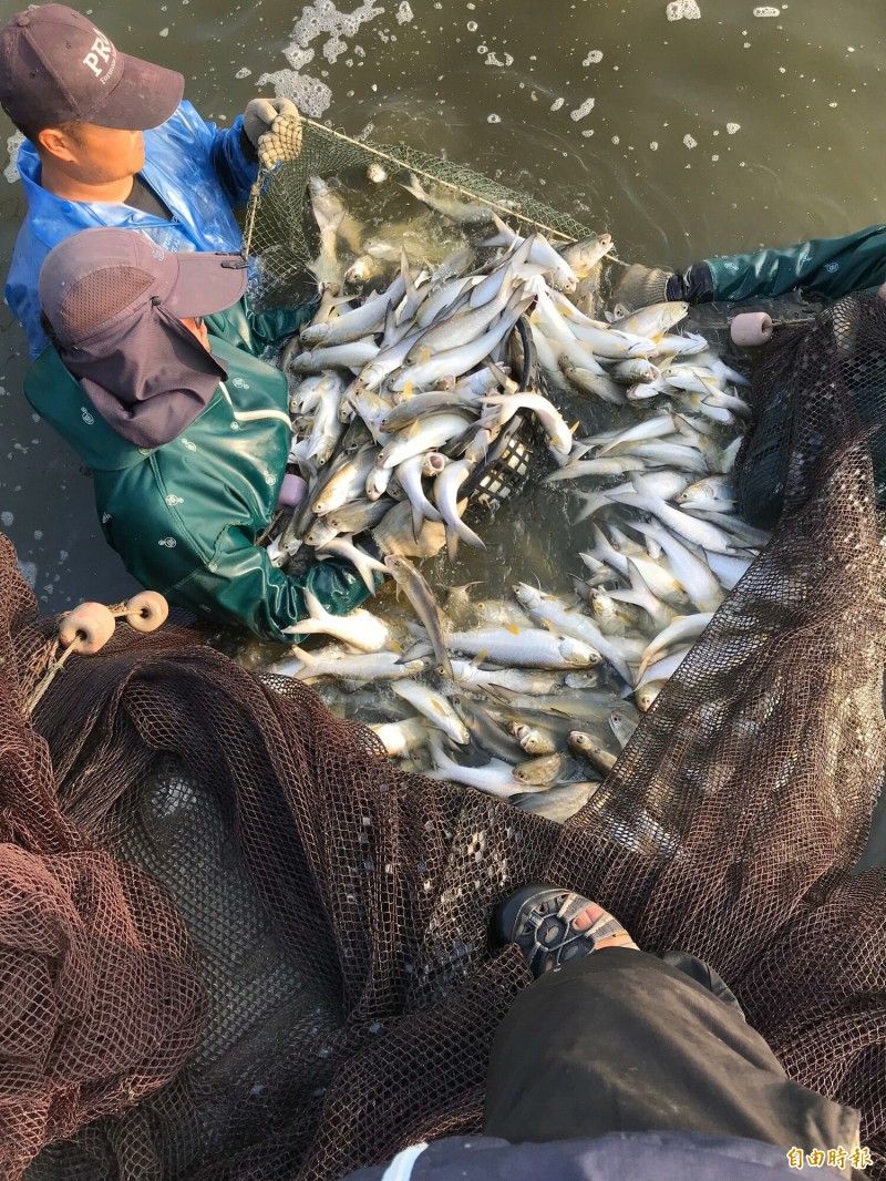 盡量買貨很多屏東養殖魚協會推 產地直上餐桌 生活 自由時報電子報