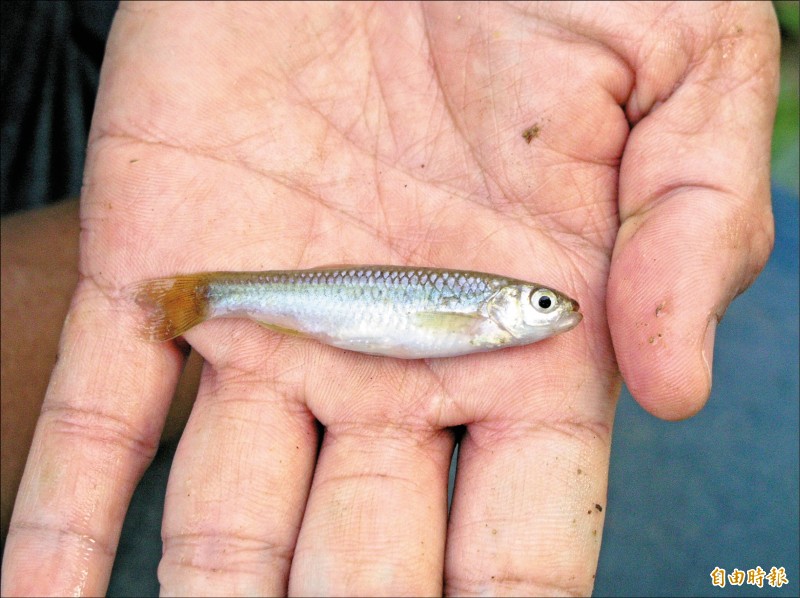 學名為台灣副細鯽的「台灣白魚」，因族群數量稀少，已列珍貴稀有保育魚類。（記者佟振國攝）