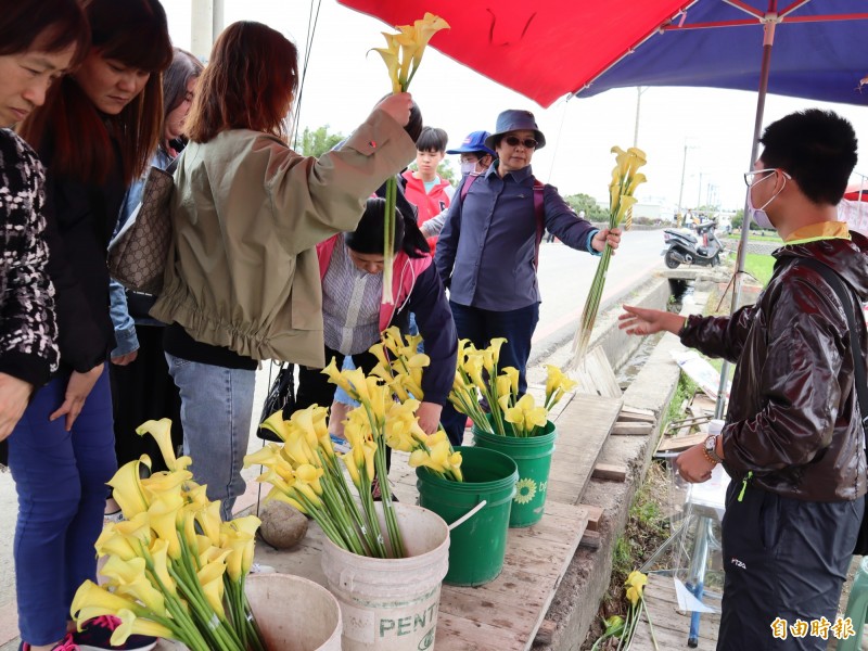 外埔黃色海芋不可現採，但花農事先採摘販售，供民眾帶回家。（記者歐素美攝）