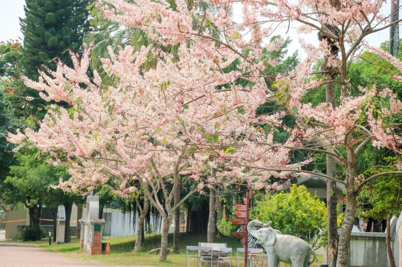 防疫戶外賞花最解悶潘孟安曝 屏東三月櫻 祕境 生活 自由時報電子報