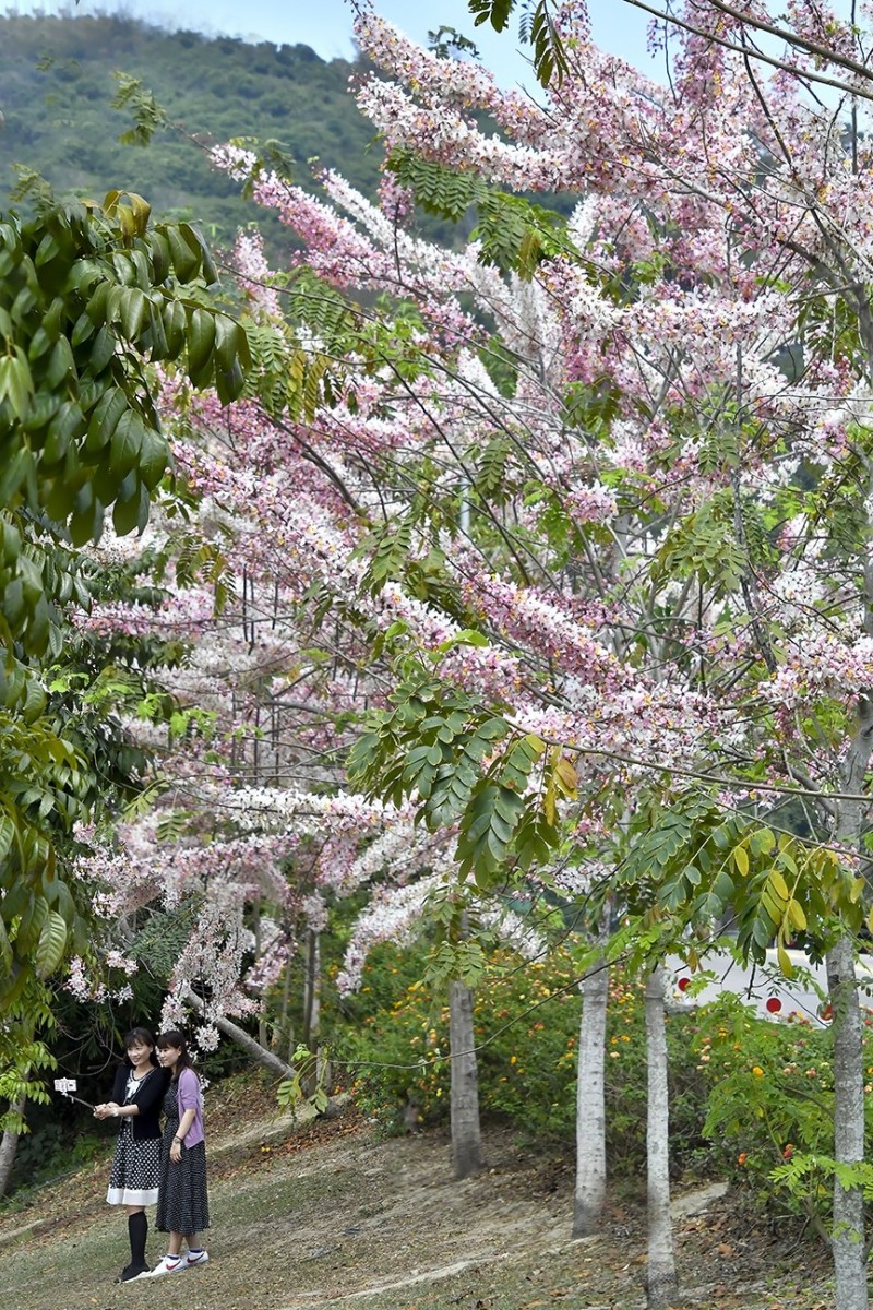 賞櫻新玩法阿公店公園花旗木 粉紅陣雨 驚豔 生活 自由時報電子報