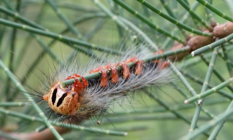 金門4月常出現許多毛毛蟲，其中之一是為害小葉欖仁的黑角舞蛾。（圖由金門林務所提供）