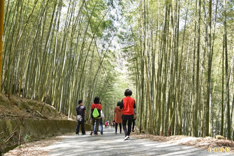 雲林草嶺、石壁登山步道清明節連假健行遊客增加。（記者黃淑莉攝）