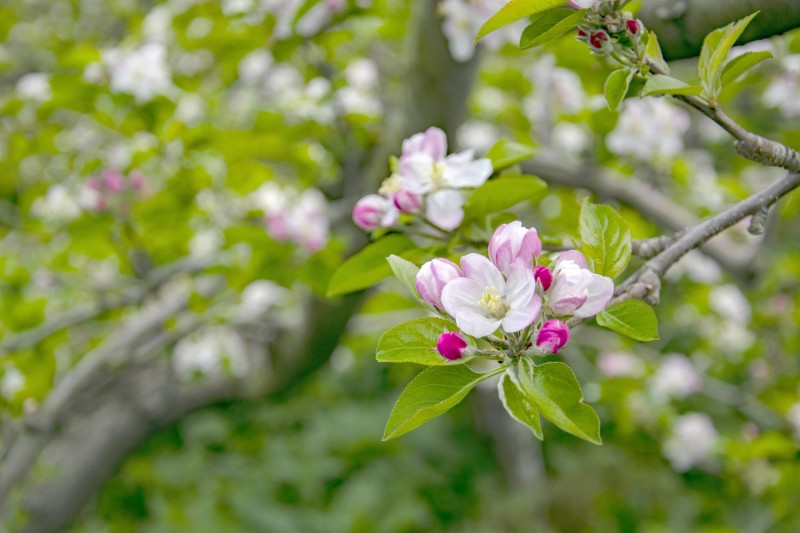 福壽山農場蘋果花開美景將持續至4月底 生活 自由時報電子報