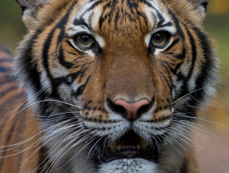 紐約布朗克斯動物園園內1隻馬來虎「納迪亞」，成為全球首例確診罹患武漢肺炎的老虎。（路透）