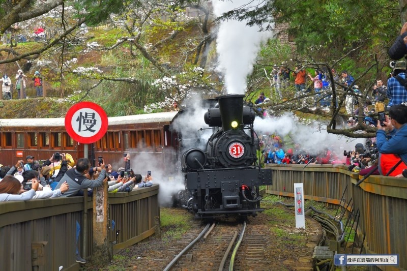 阿里山林業鐵路《SL-31蒸汽火車》主題列車穿越櫻花，吸引遊客捕捉美麗畫面。（黃源明提供）