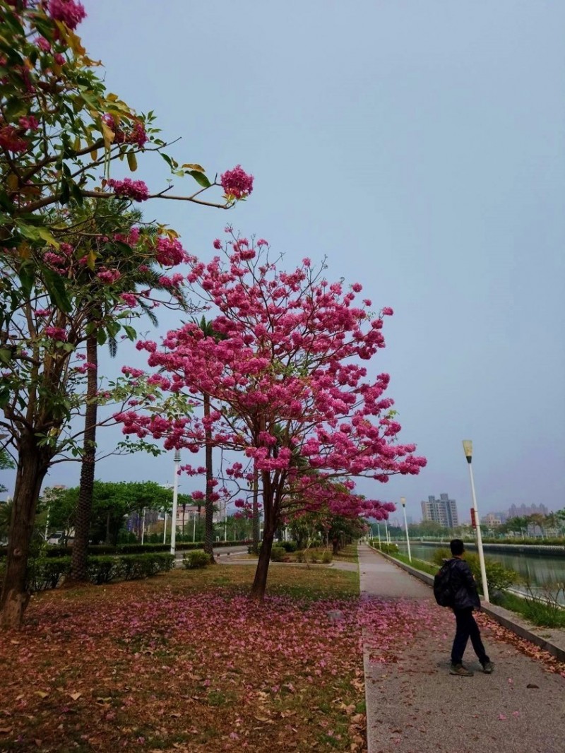 前鎮河畔的洋紅風鈴木開花了！（記者葛祐豪翻攝）