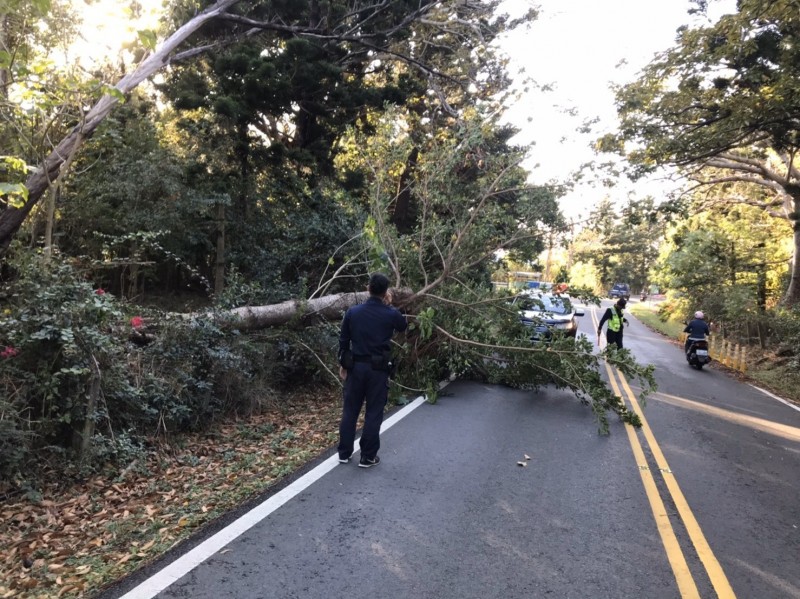 好強落山風！墾丁落山風吹倒路樹阻路 警急排除