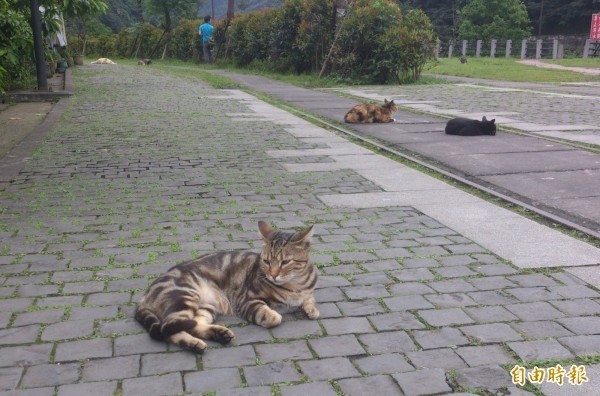 高雄顏姓男子懷疑愛猫被鄰居偷抱走，但鄰居辯稱只是在「撿鑰匙」。示意圖與新聞無關。（資料照）