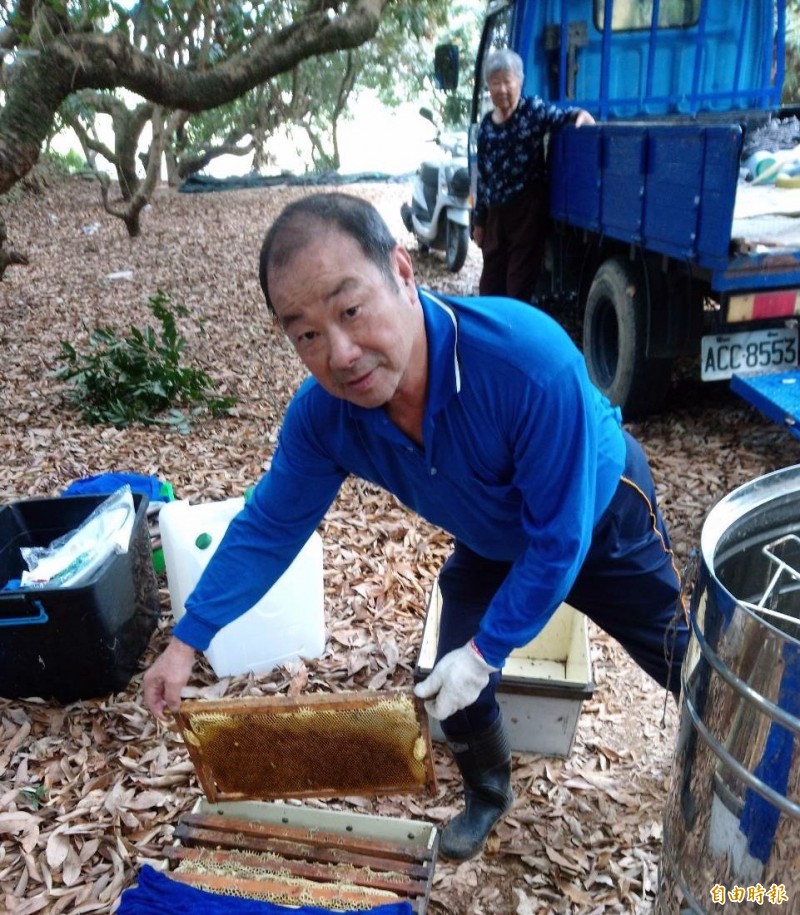 南投蜂農忙著採收蜂蜜情形。（記者謝介裕攝）