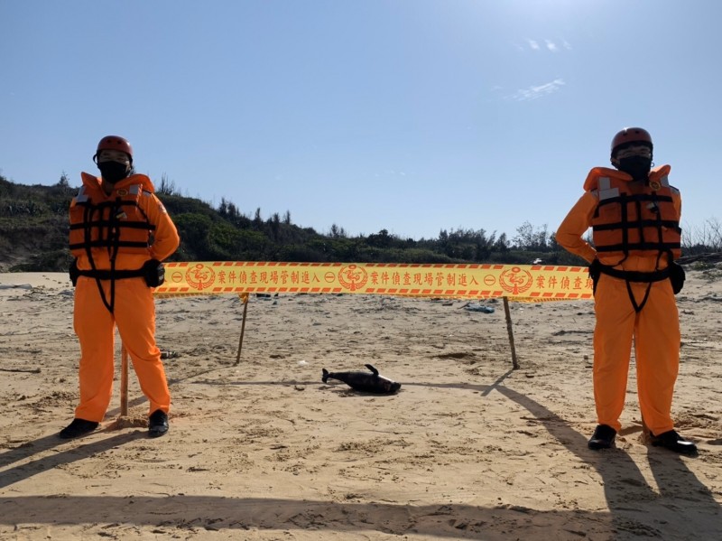 海巡署金馬澎分署金門岸巡隊發現死亡鯨豚，立刻在現場拉起封鎖線戒護。（金門岸巡隊提供）