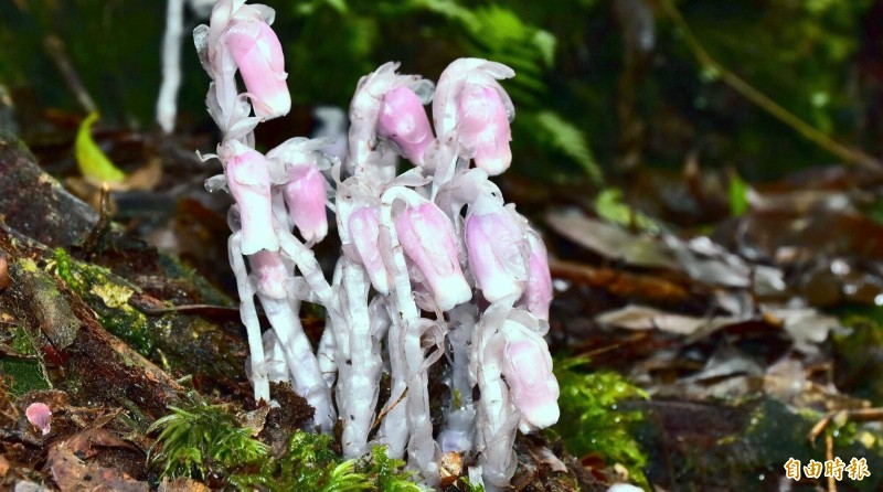 南投縣杉林溪森林生態渡假園區赫見全身植株晶瑩剔透的「水晶蘭」，令遊客嘖嘖稱奇。（記者謝介裕攝）