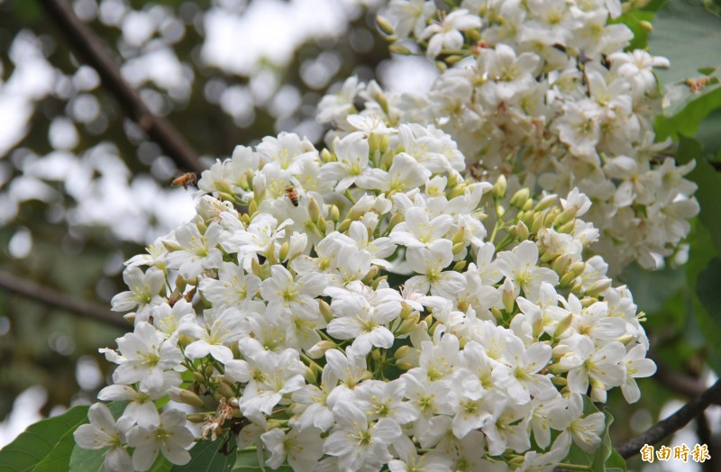 員林市藤山園步道油桐花樹開花了，目前已花開4成，接下來2週將是盛開期。（記者陳冠備攝）