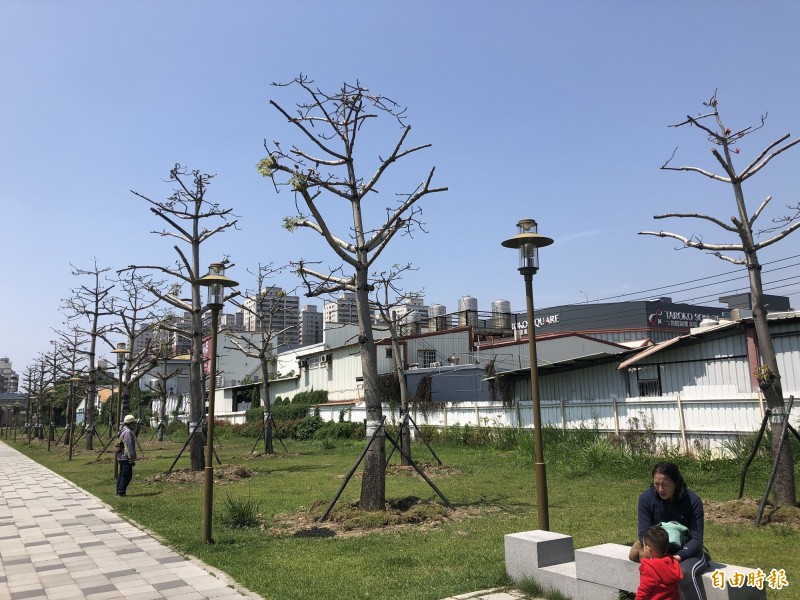 新竹市東大路正進行步行城市景觀工程，也移植原本種的木棉樹和美人樹，但因木棉樹常有開花落果及飄棉絮問題而移植到湳雅大公園，但樹黨人士質疑移到公園內一樣會落果，且是在台大醫院湳雅院區預定地內，恐再次移植，籲市府審慎評估。（記者洪美秀攝）