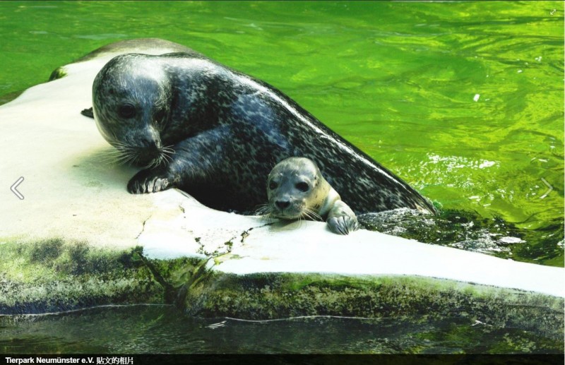 德國動物園閉館，動物面臨安樂死、自相殘殺。（圖擷取自新明斯特動物園臉書）